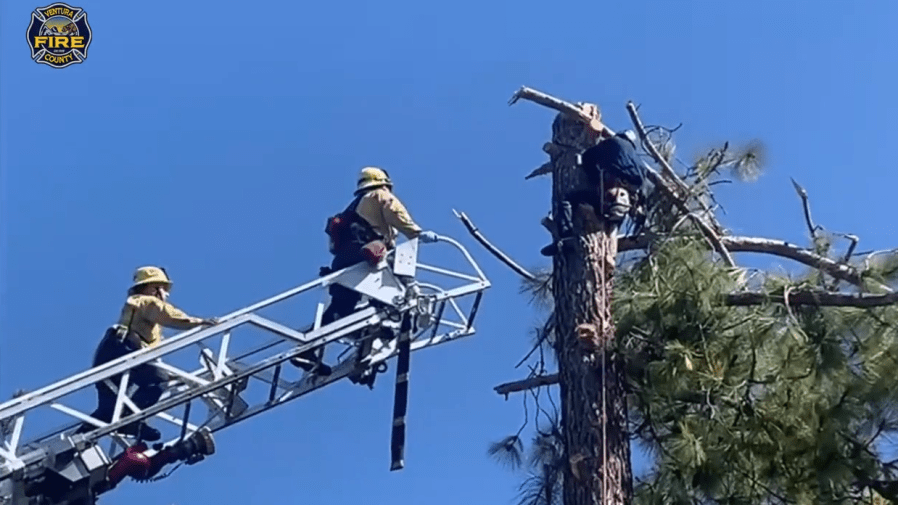 Tree trimmer rescued