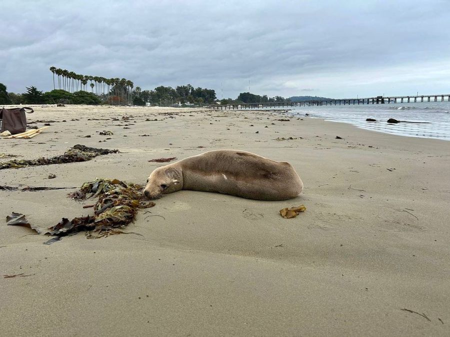 A sick sea lion, possibly suffering from domoic acid toxicity, is seen resting on a California beach in June 2023. (Channel Islands Marine Wildlife Institute)