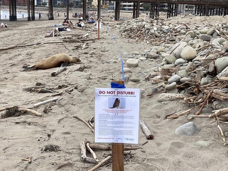 A sick sea lion, possibly suffering from domoic acid toxicity, is seen resting on a California beach in June 2023. (Channel Islands Marine Wildlife Institute)