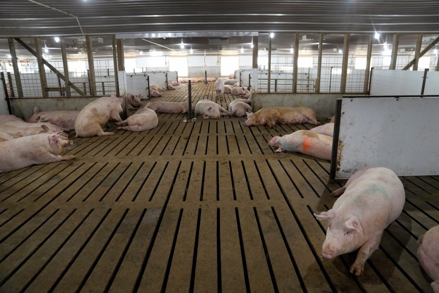 Happier Pigs Crates