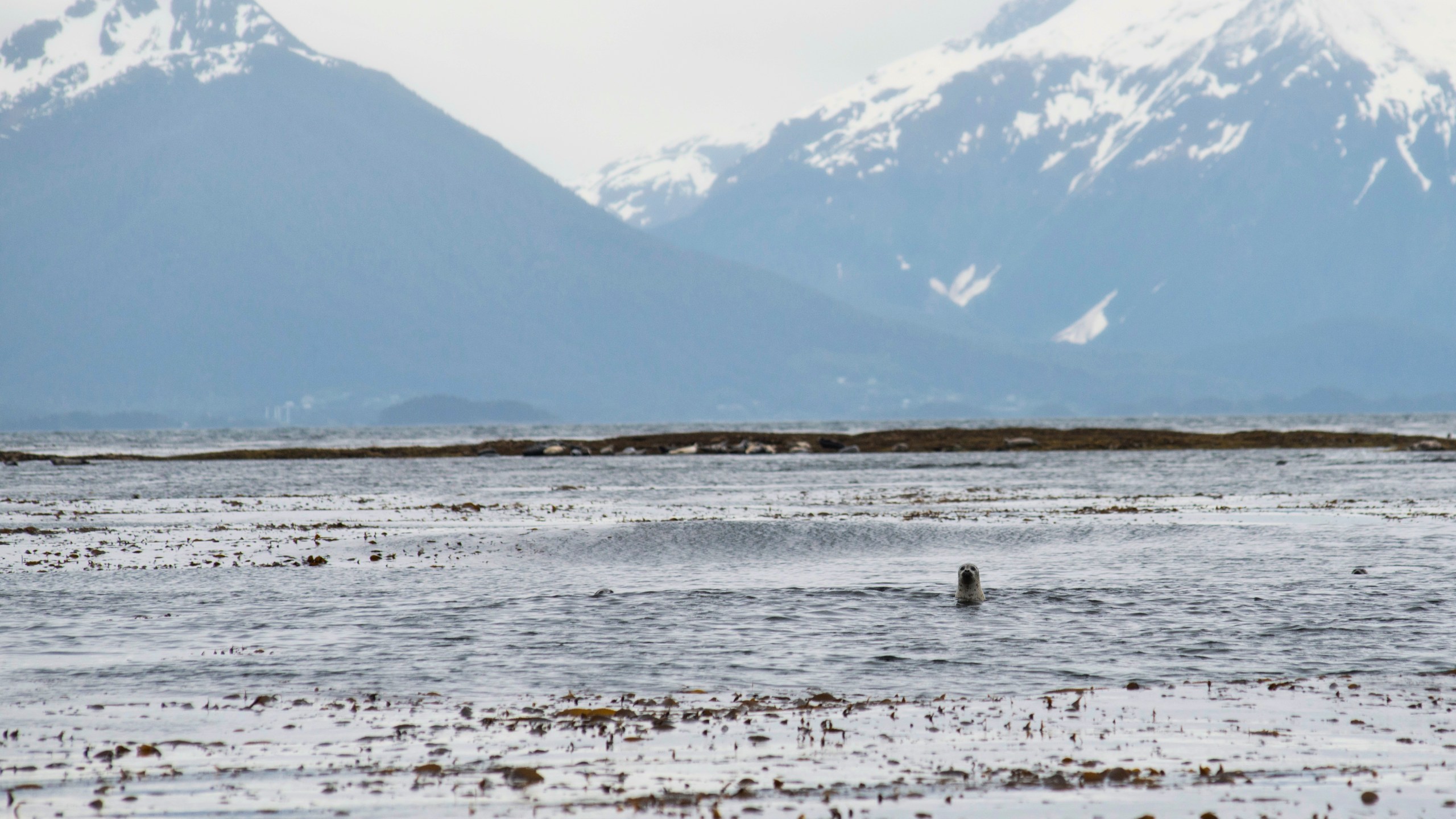 A harbor seal pokes its head up near Low Island in Sitka Sound, Thursday, June 1, 2023. The area was the site of a fatal charter boat accident, Sunday, May 28. (James Poulson/The Daily Sitka Sentinel via AP)