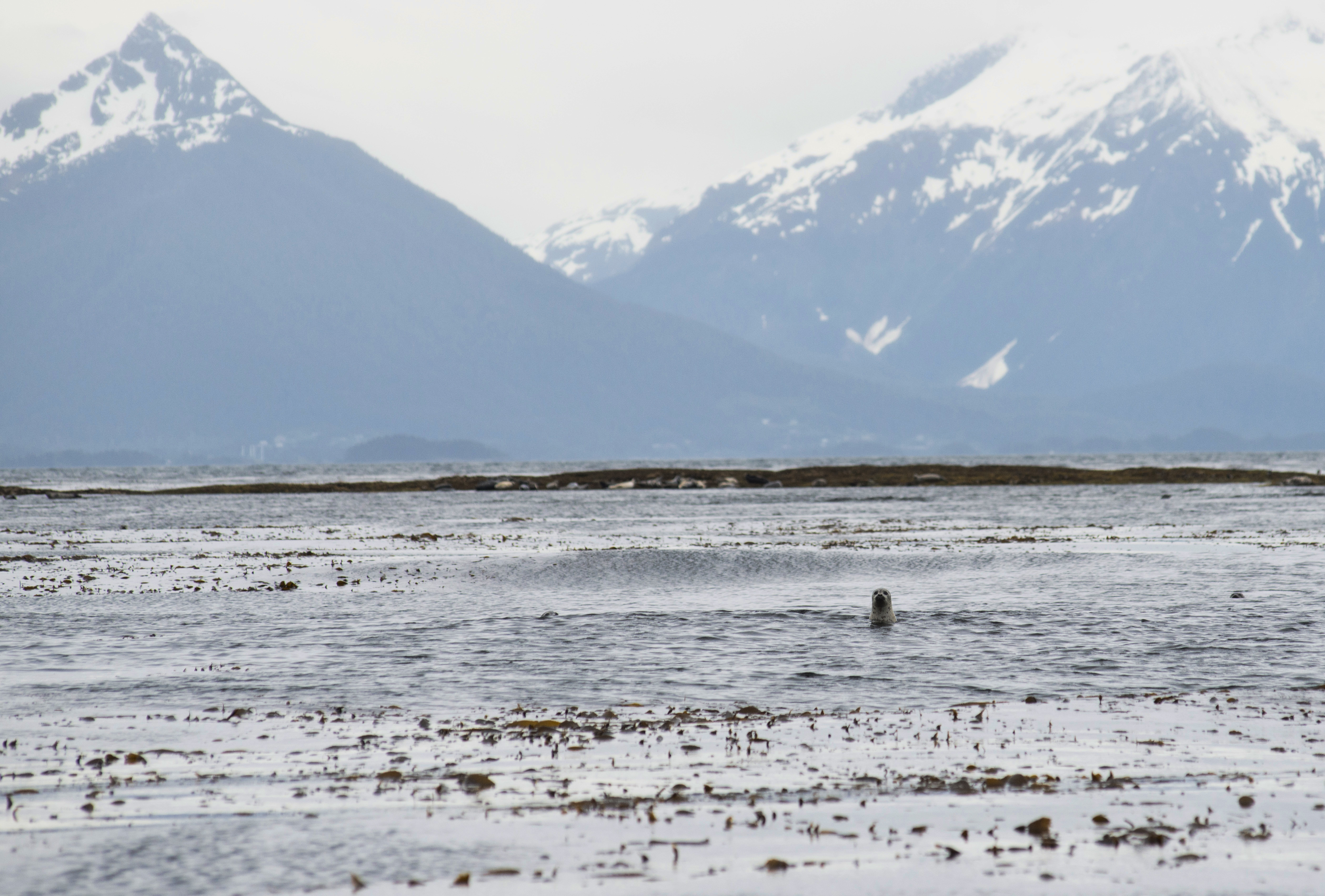 A harbor seal pokes its head up near Low Island in Sitka Sound, Thursday, June 1, 2023. The area was the site of a fatal charter boat accident, Sunday, May 28. (James Poulson/The Daily Sitka Sentinel via AP)