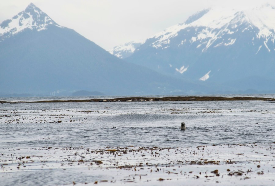 A harbor seal pokes its head up near Low Island in Sitka Sound, Thursday, June 1, 2023. The area was the site of a fatal charter boat accident, Sunday, May 28. (James Poulson/The Daily Sitka Sentinel via AP)