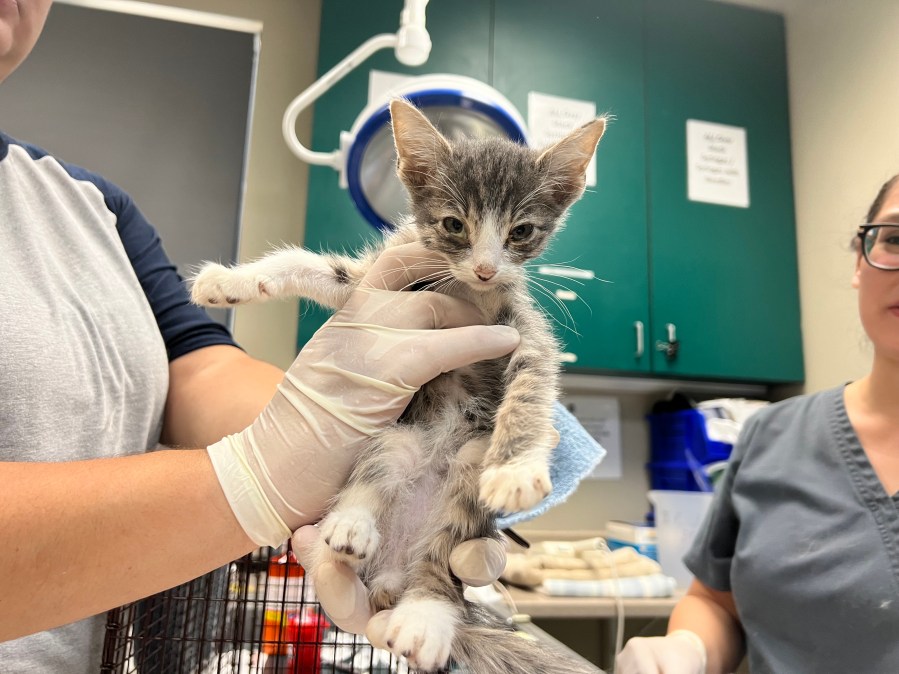 Pasadena cat trailer rescue