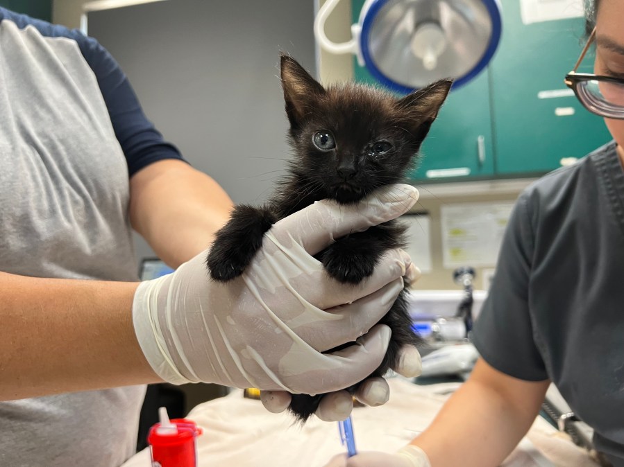 Pasadena cat trailer rescue