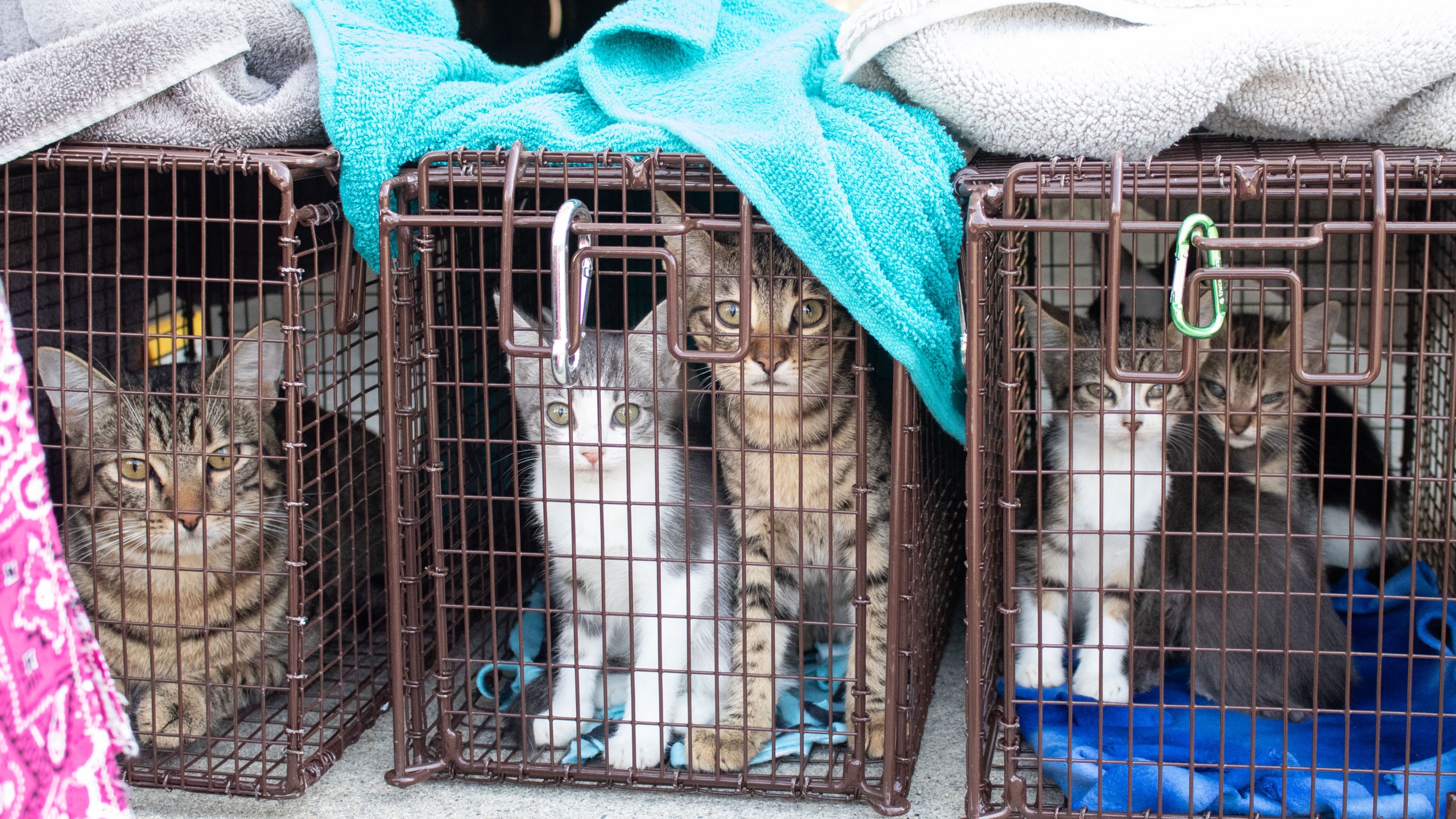 Pasadena cat trailer rescue