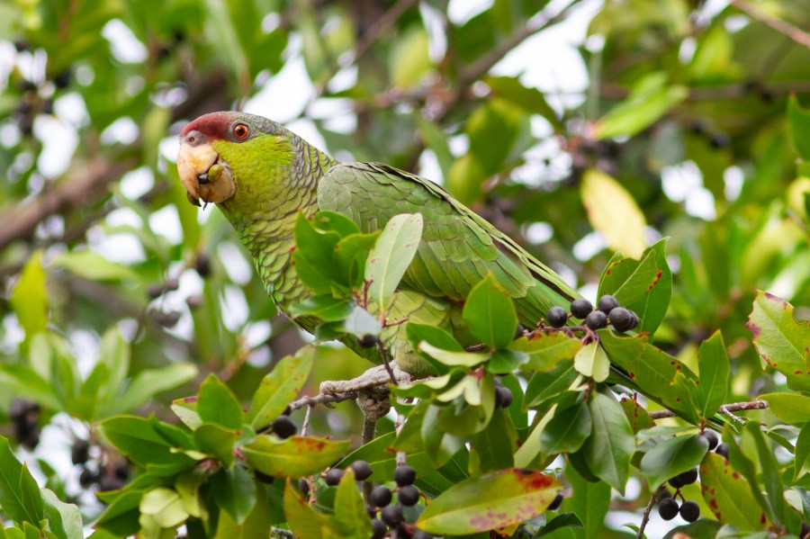 This undated photo shows a lilac-crowned parrot photographed in Los Angeles County. (Luke Tiller/Pasadena Audubon Society)