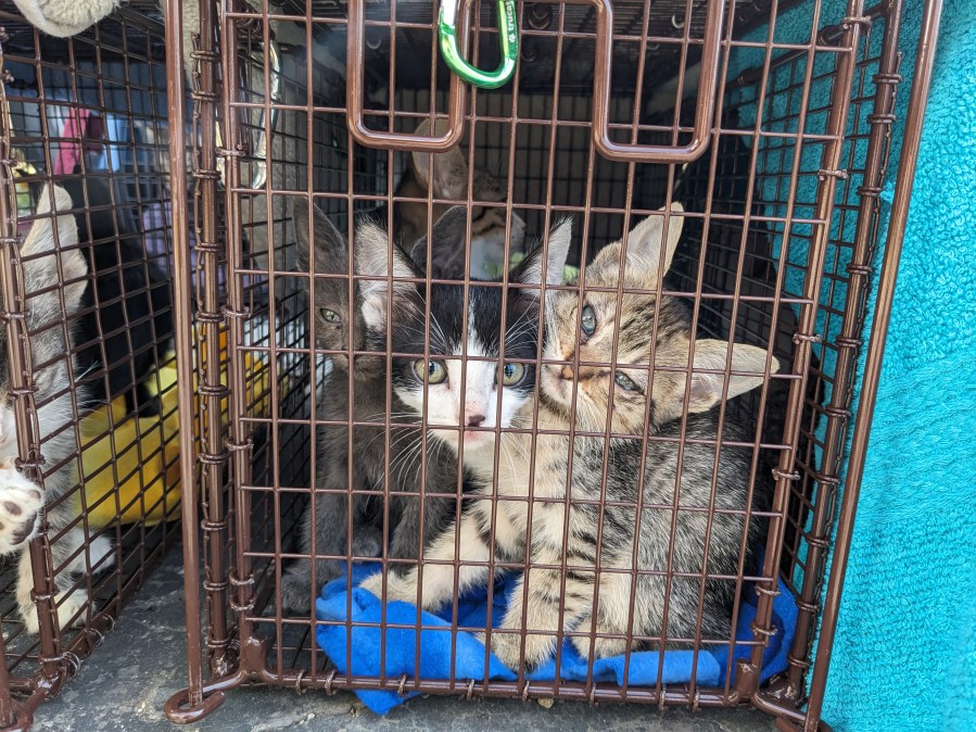 Pasadena cat trailer rescue