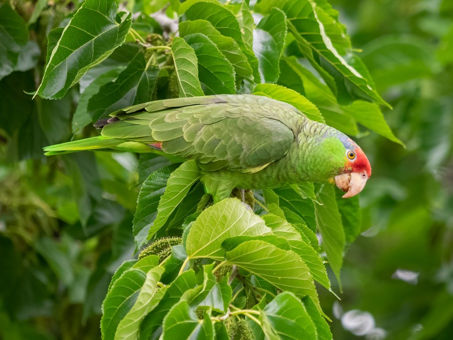 This undated photo shows a red-crowned parrot photographed in Los Angeles County. (Photo by Catherine Hamilton)