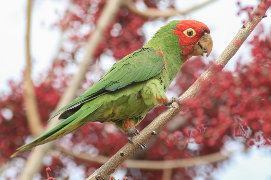 This undated photo shows a red masked parakeet photographed in Los Angeles County. (Luke Tiller/Pasadena Audubon Society)