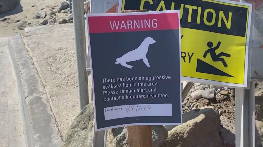 Aggressive sea lions in Orange County