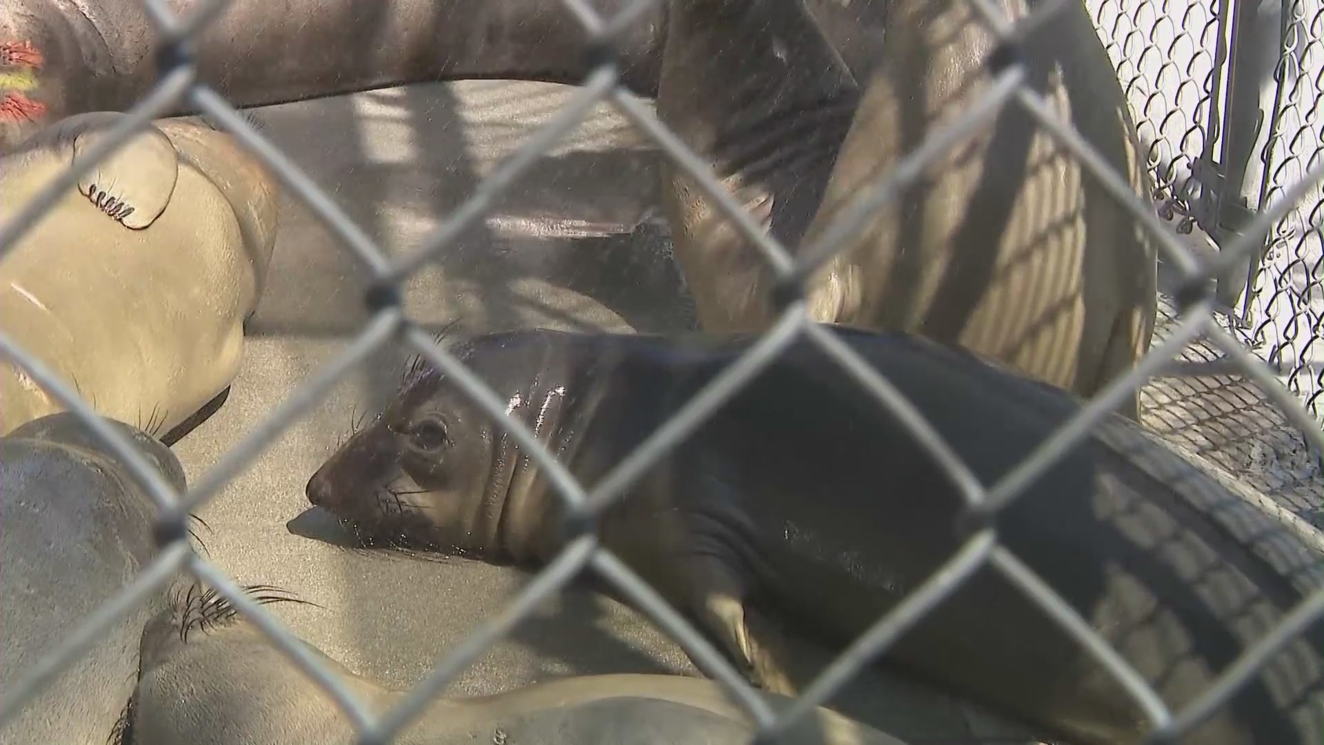 Domoic acid poisoned sea lions