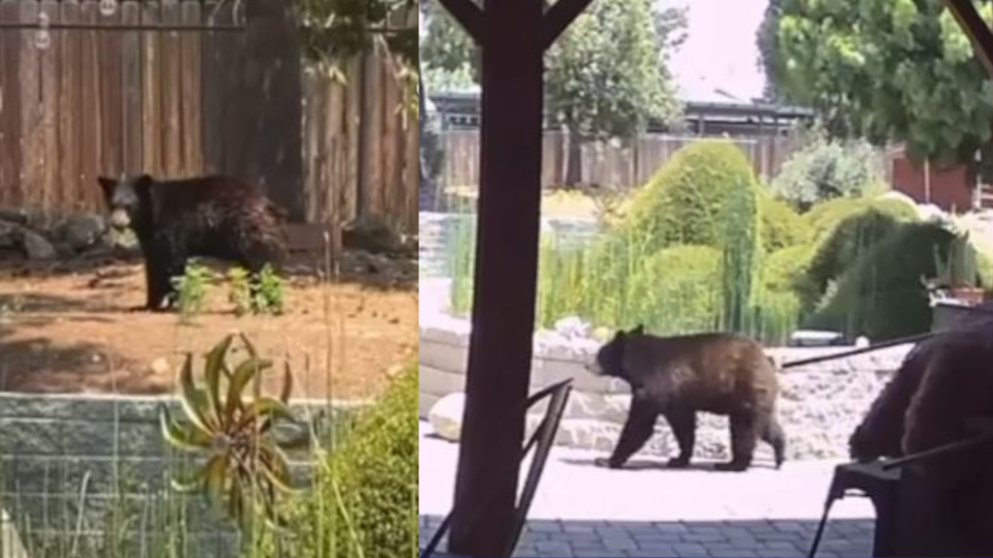 Video captures a curious bear cub stealing koi fish from a backyard pond in Yucaipa on June 16, 2023. (OnScene.TV)