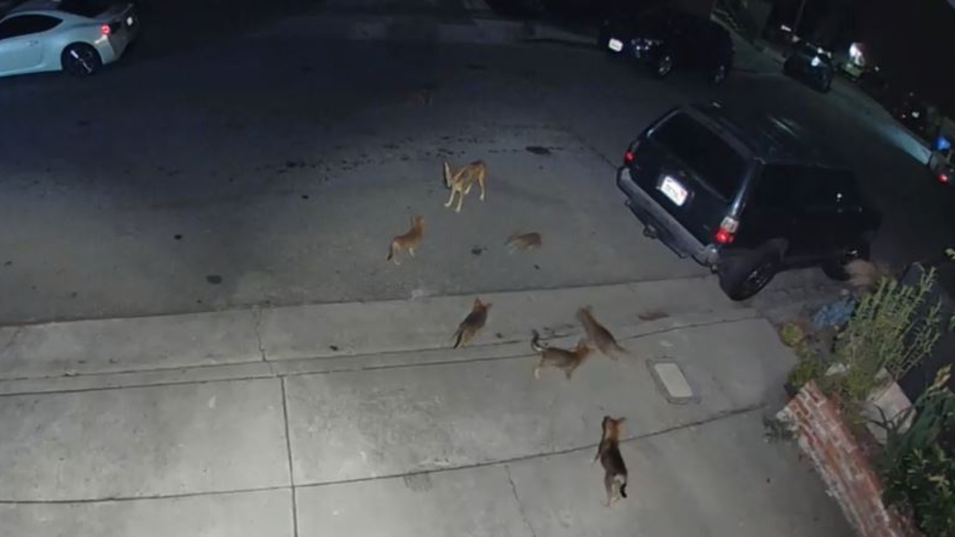 Home security video captures a family of coyote pups playing together outside a Montecito Heights home on June 10, 2023. (Ricky Green)