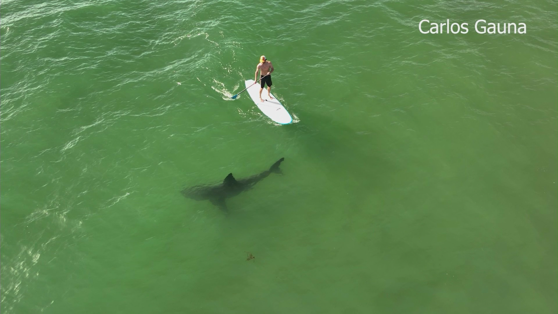 A shark circles an unsuspecting boarder in this undated photo. (Carlos Gauna)