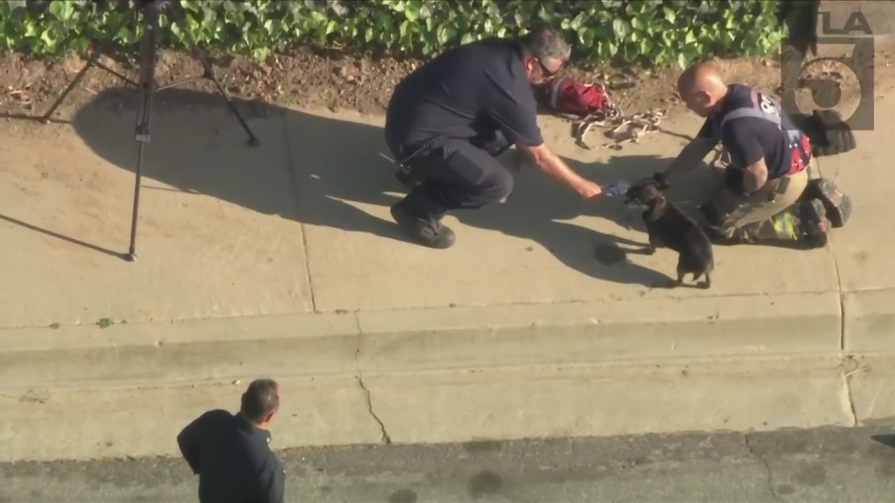 Dog trapped storm drain in L.A. County