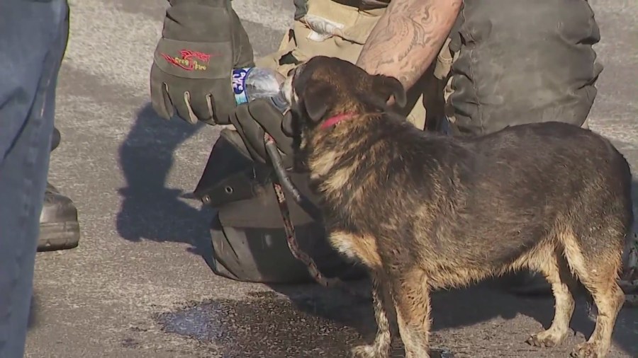 Dog trapped storm drain in L.A. County