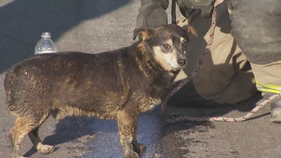 Dog trapped storm drain in L.A. County