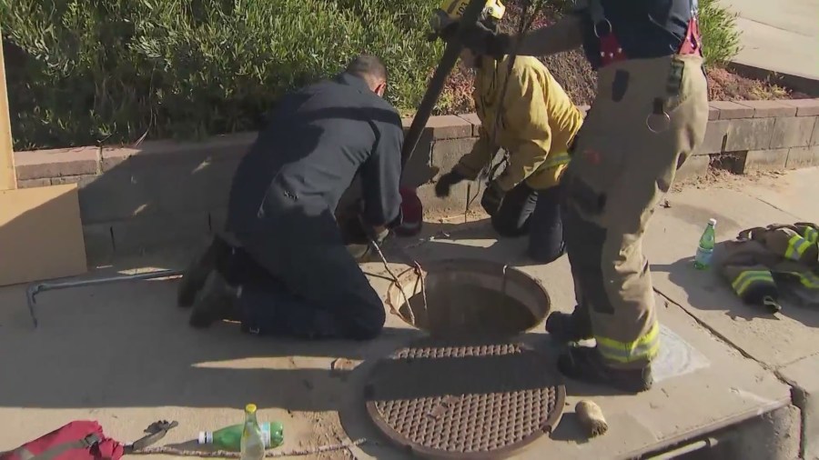 Dog trapped storm drain in L.A. County