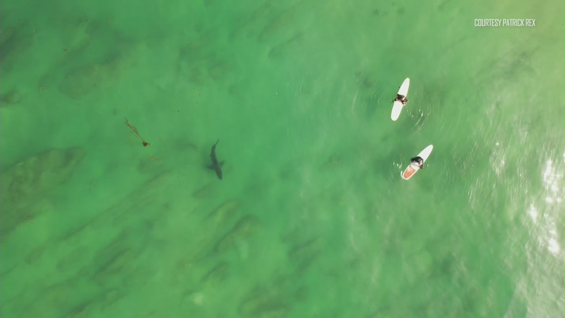 Surfers and shark