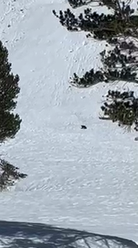 An animal recorded on camera in Inyo National Forest in May 2023 was confirmed by California Fish and Wildlife to be a wolverine. (CDFW)