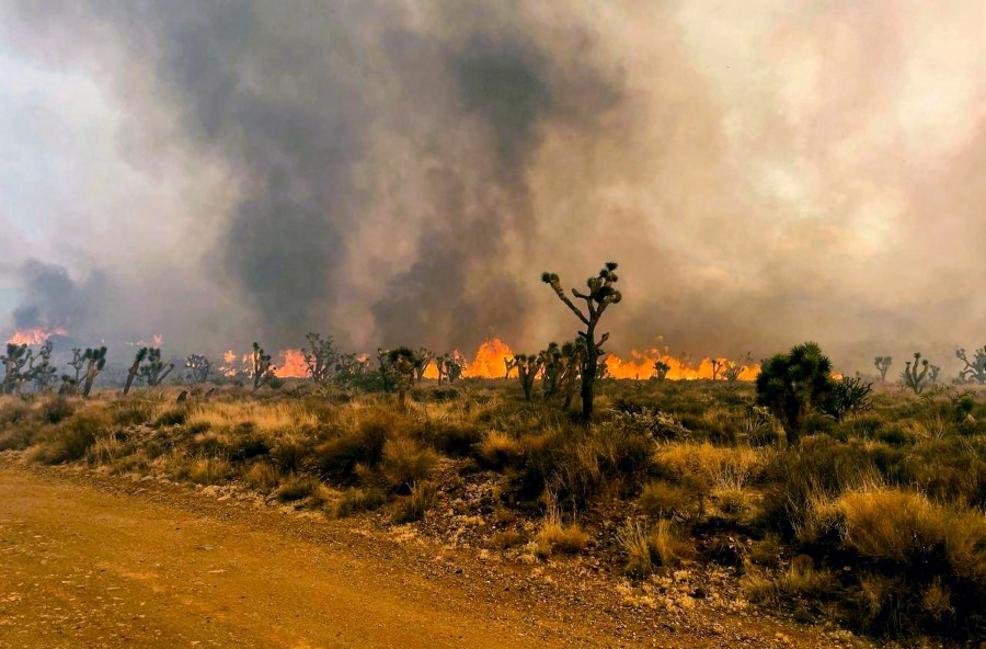 In this photo provided by the National Park Service Mojave National Preserve, the York fire burns in an area of the Mojave National Preserve on Saturday, July 29, 2023. A massive wildfire burning out of control in California's Mojave National Preserve is spreading rapidly amid erratic winds. Meanwhile, firefighters reported some progress Sunday against another major blaze to the southwest that prompted evacuations. (Park Ranger R. Almendinger/ InciWeb /National Park Service Mojave National Preserve via AP)