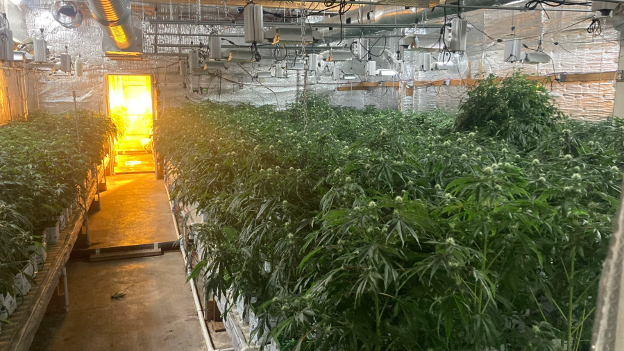 Pot plants discovered in downtown Los Angeles are seen in an image shared by the Los Angeles Police Department.