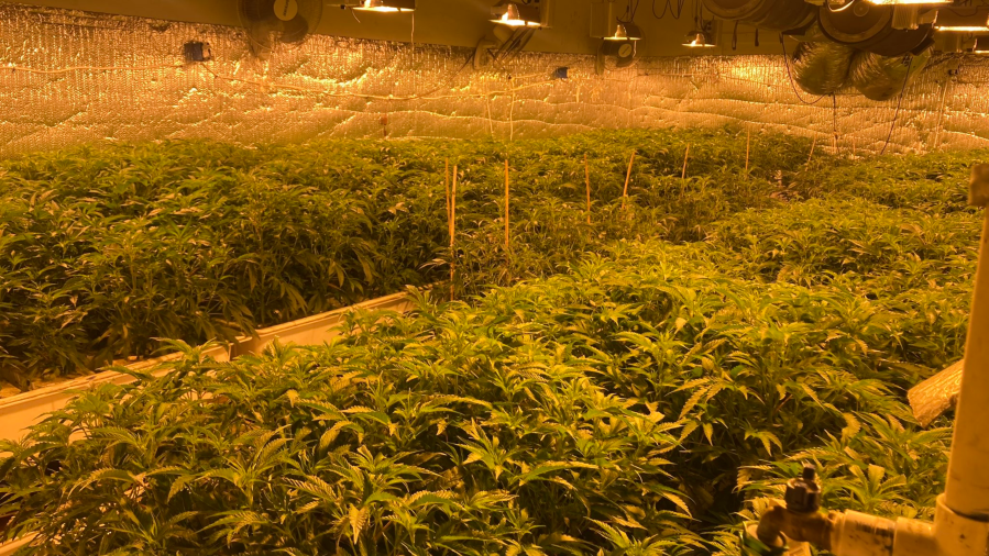 Pot plants discovered in downtown Los Angeles are seen in an image shared by the Los Angeles Police Department.