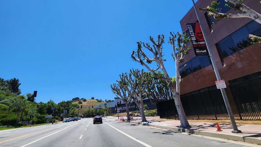 trees cut at universal