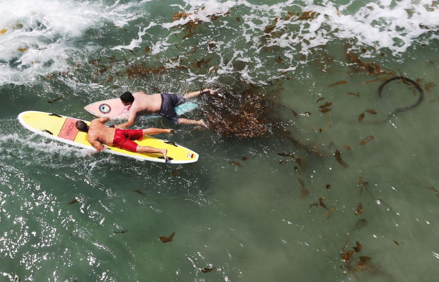 Surfers paddle near dying kelp beneath Scripps Pier on August 7, 2018 in San Diego, California. (Photo by Mario Tama/Getty Images)