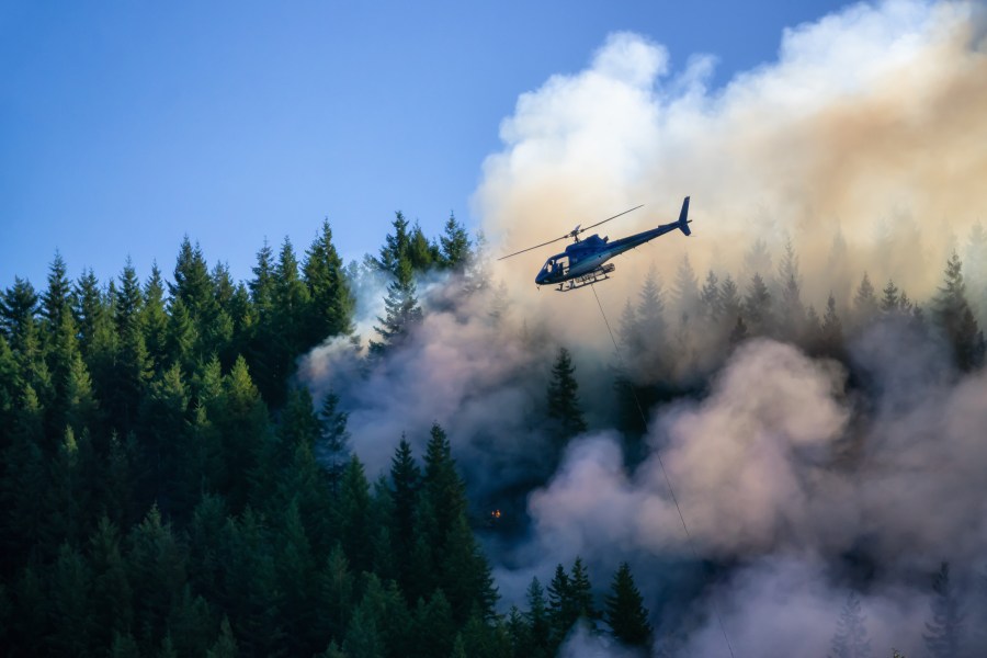 Forest brush fire