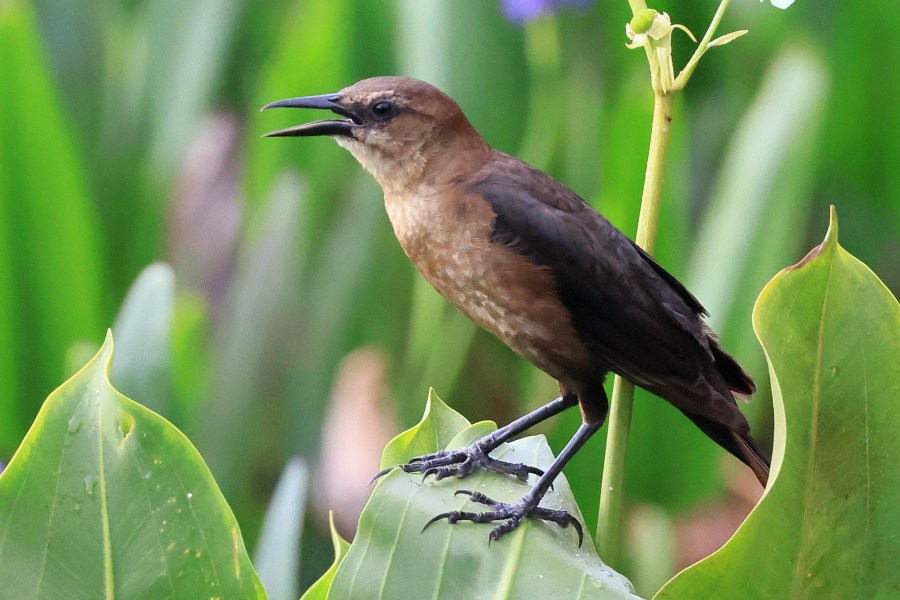 A Boat-tailed grackle populates the Wakodahatchee Wetlands on May 21, 2023 in Delray Beach, Florida, United States. (Getty Images)