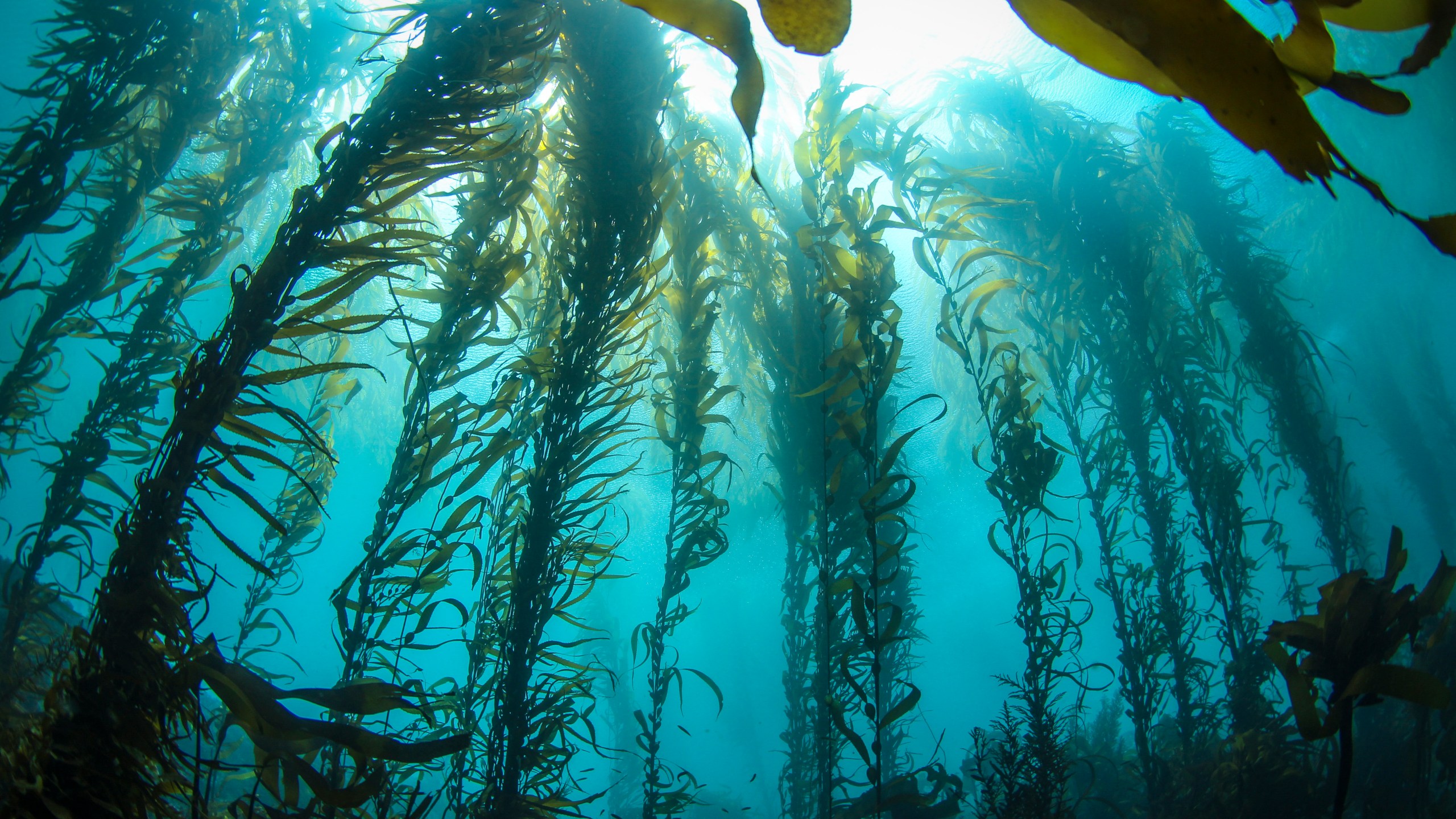 This undated photo, taken deep in a Central California Kelp forest on a crystal clear day, shows huge columns of Giant Kelp reach for the sunlight on the surface.