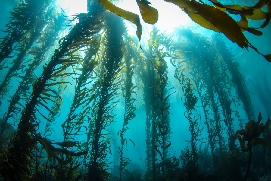 This undated photo, taken deep in a Central California Kelp forest on a crystal clear day, shows huge columns of Giant Kelp reach for the sunlight on the surface.