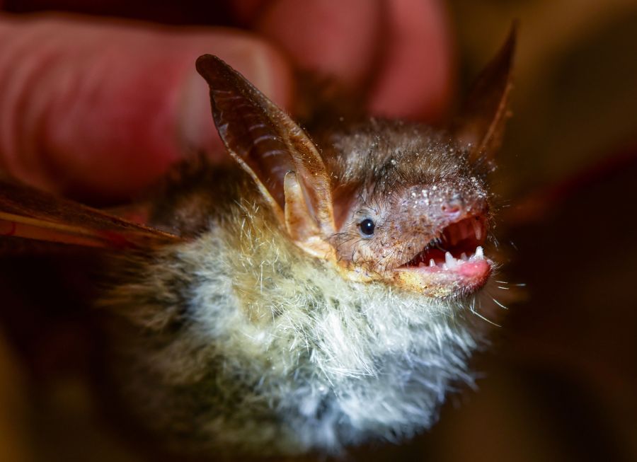 GERMANY-ANIMAL-BAT