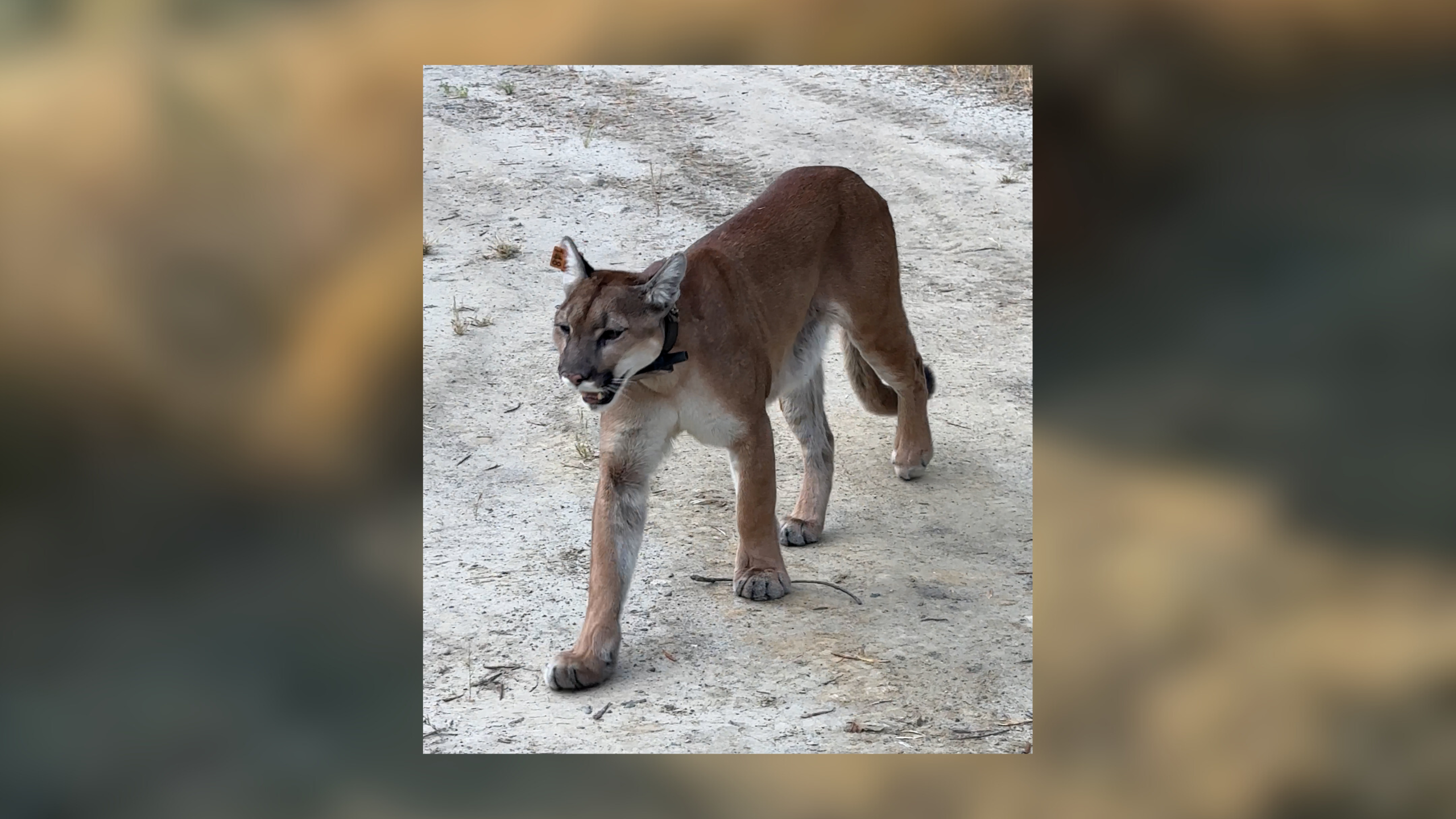 Mountain lion and Mark Girardeau