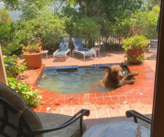 A baby bear and its mother enjoy a refreshing dip in a La Cañada Flintridge hot tub on July 26, 2023. (Vicki Land)