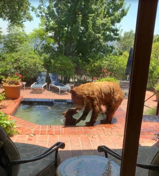 A baby bear and its mother enjoy a refreshing dip in a La Cañada Flintridge hot tub on July 26, 2023. (Vicki Land)