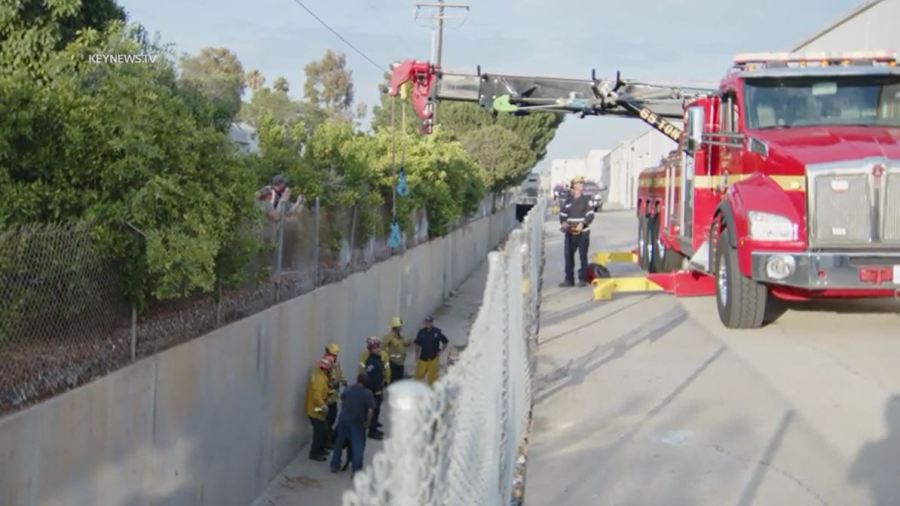 Fire crews rescued a baby calf that was trapped in a storm drainage canal in La Habra on July 22, 2023. (Key News)