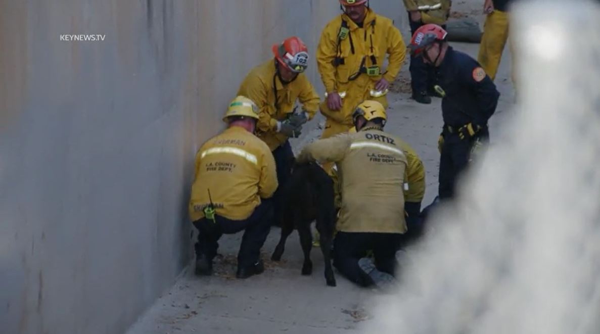 Fire crews rescued a baby calf that was trapped in a storm drainage canal in La Habra on July 22, 2023. (Key News)