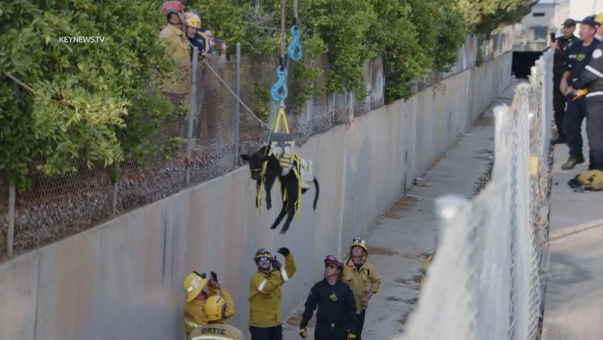 Fire crews rescued a baby calf that was trapped in a storm drainage canal in La Habra on July 22, 2023. (Key News)