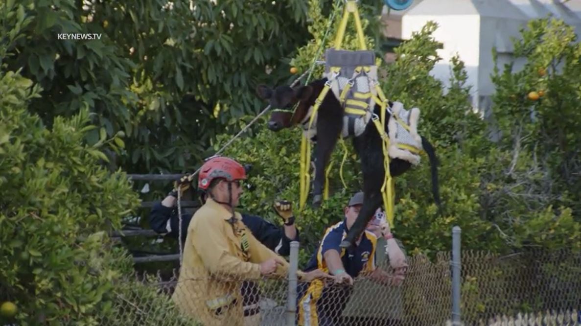 Fire crews rescued a baby calf that was trapped in a storm drainage canal in La Habra on July 22, 2023. (Key News)