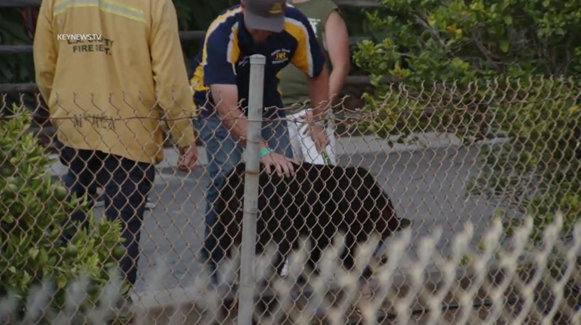 Fire crews rescued a baby calf that was trapped in a storm drainage canal in La Habra on July 22, 2023. (Key News)