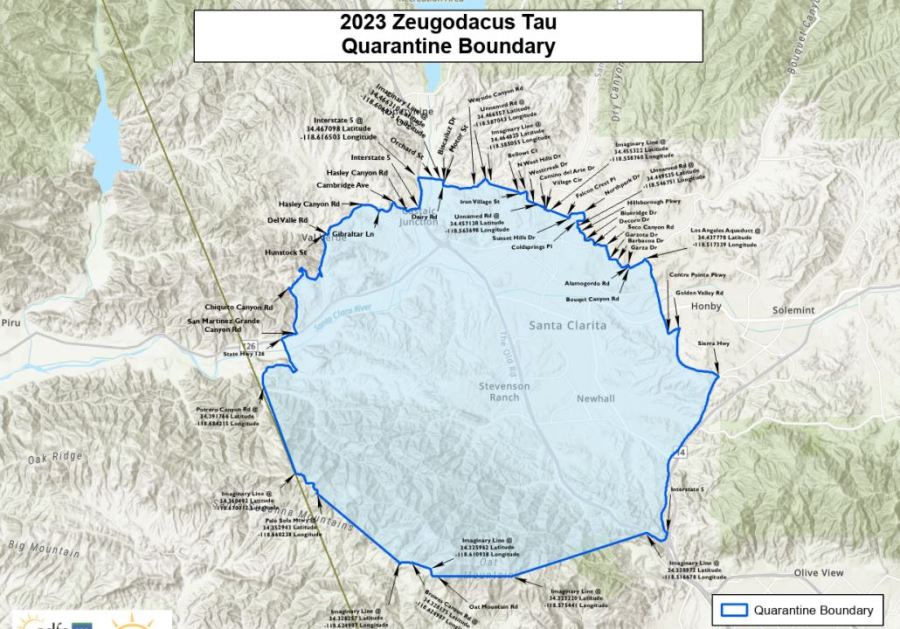 The invasive Tau fruit fly has prompted the Stevenson Ranch community to be placed under quarantine, the first of its kind in the Western Hemisphere. (California Department of Food and Agriculture)