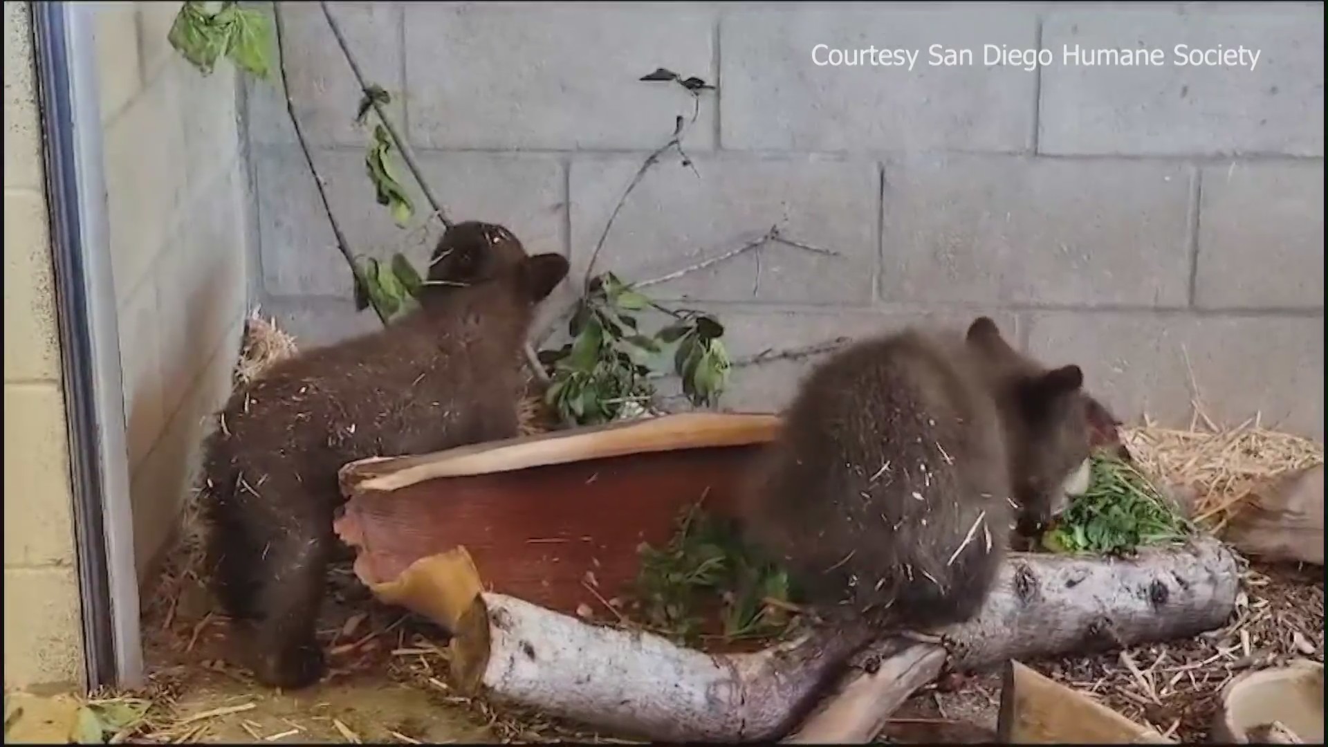 Two orphaned bear cubs were spotted in Forest Falls and taken to a wildlife sanctuary after their mother was found dead. (San Diego Human Society)