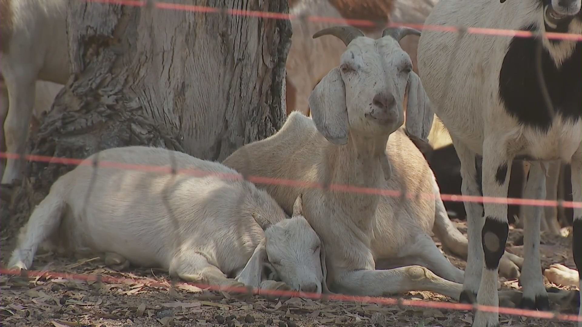 Goats eating wildfire brush Southern California