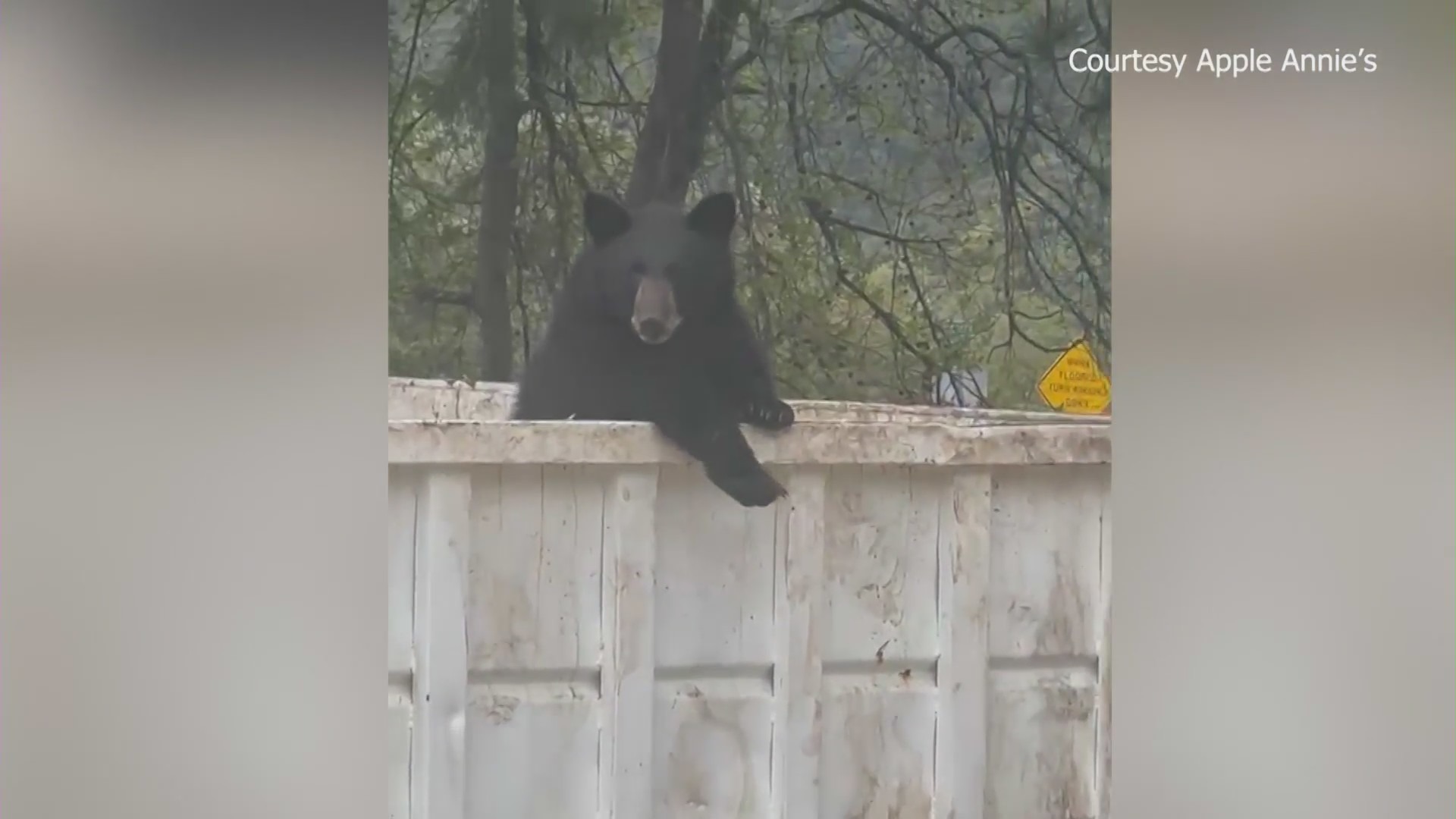 Bear sightings increasing in Southern California amid rising temps.