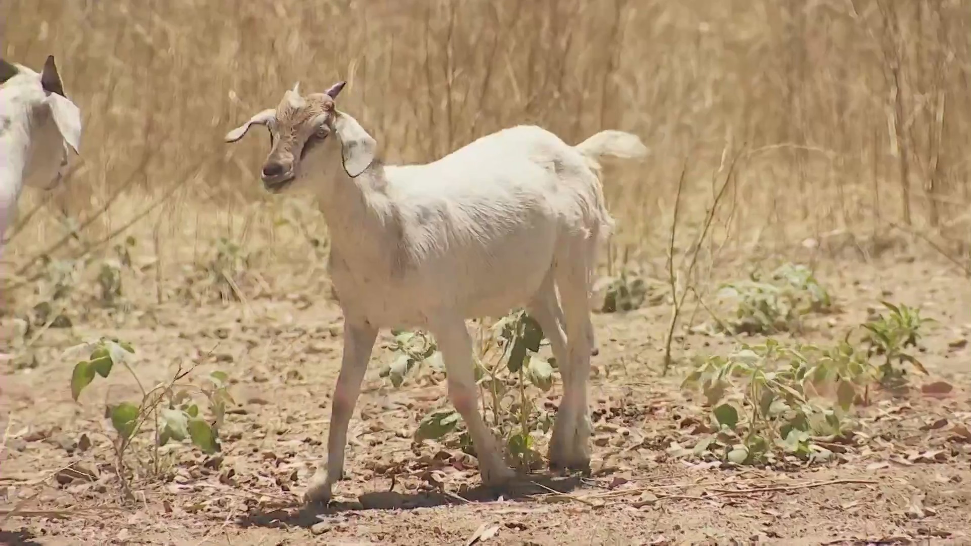 Goats eating wildfire brush Southern California