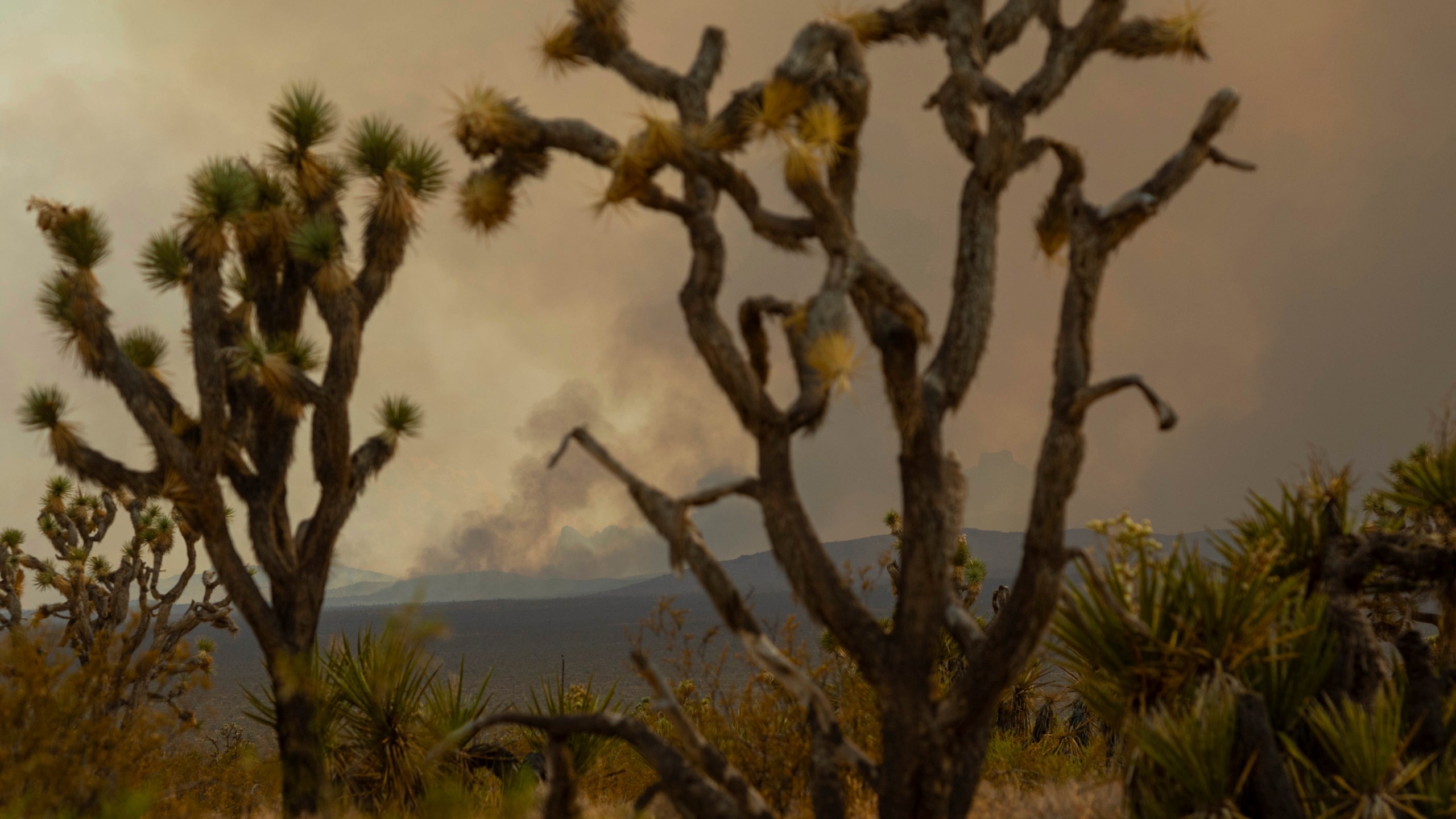 Joshua Tree Fire