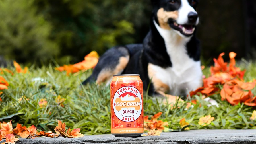 Pumpkin spice dog brew